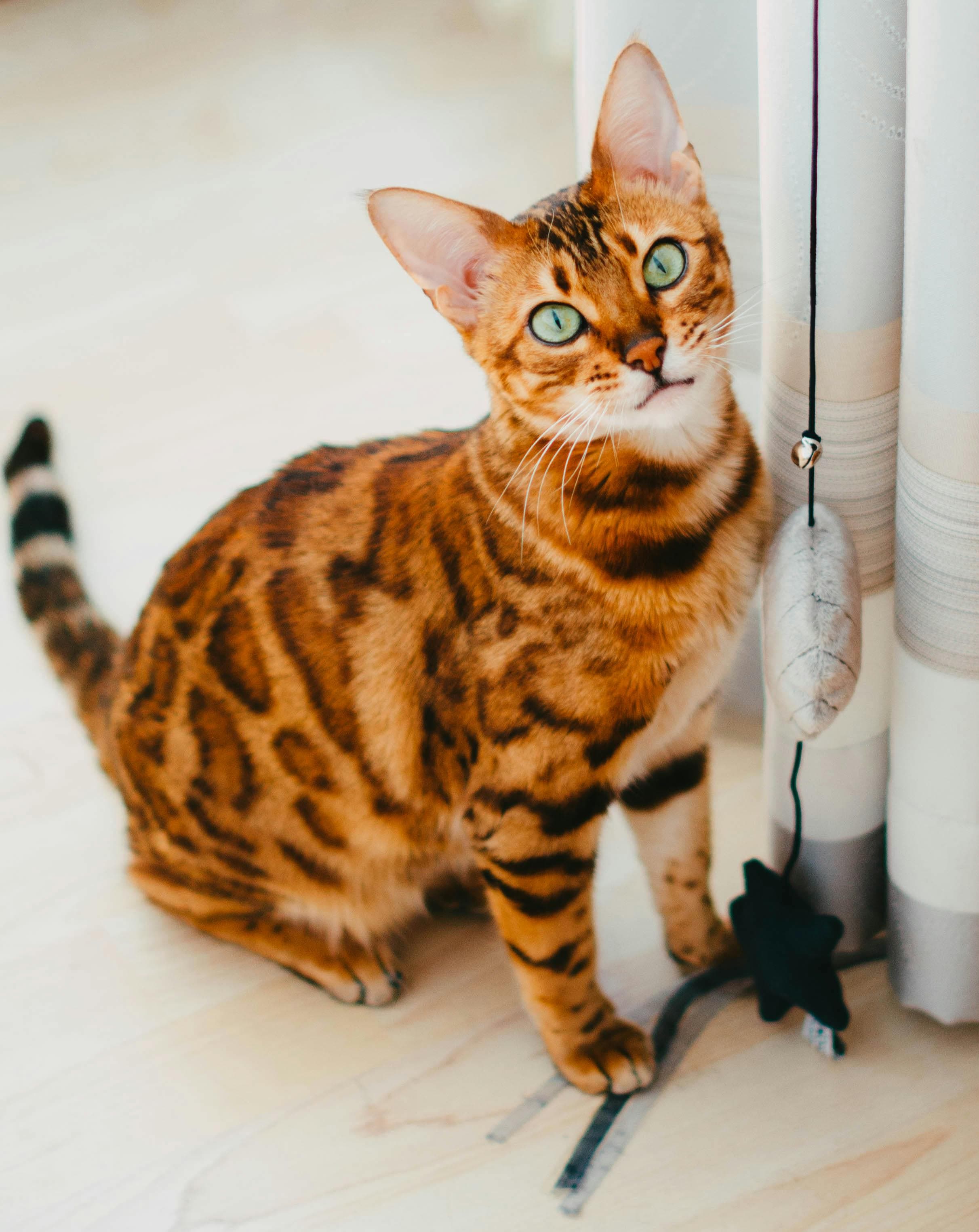 Cats