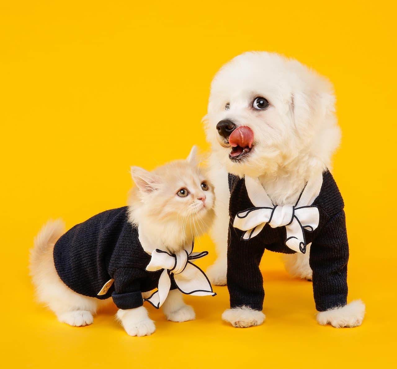 Small Animals